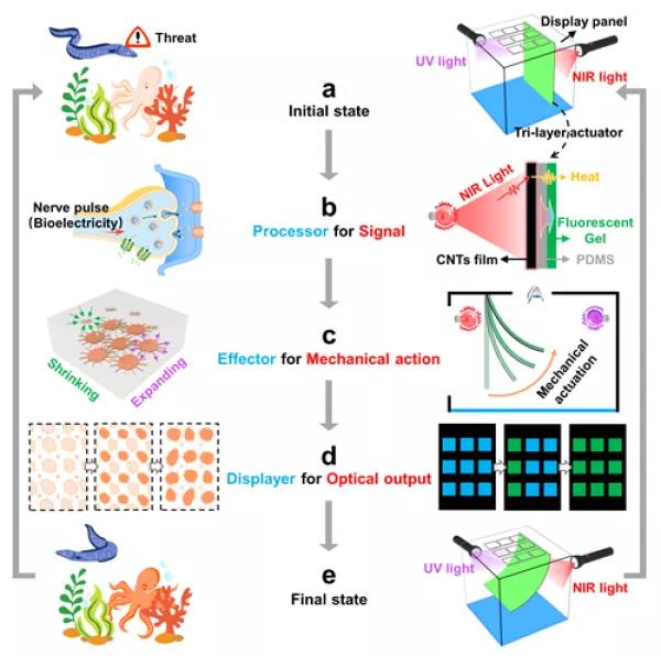 �����������lչ��&ldquo;��ض�ɫ�ɹ����z��&rdquo;�{�Ƶ����܈D���@ʾϵ�y